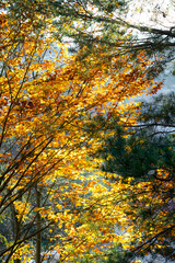 Orange and yellow leaves on trees in forest in autumn
