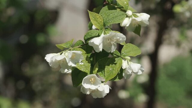 White flowers of jasmine or Jasminum officinale with drops on bush in springtime. Close-up.