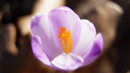 Crocus In the reserve