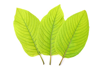 Fototapeta premium Mitragyna speciosa korth (Kratom) isolated on white background. Top view