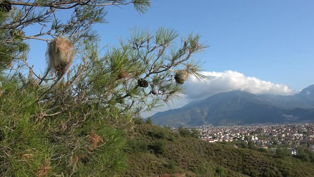 Fethiye, Turkey - 6th of March 2021: 4K Pested pine tree and Fethiye city in the background
