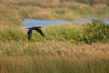 Great Cormorant (Phalacrocorax carbo) in flight
