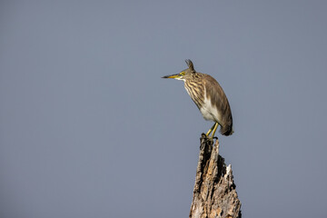 Portrait of bird - Chinese Pond Heron  (Ardeola bacchus)