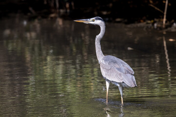Grey Heron (Ardea cinerea) standing in water at wetland