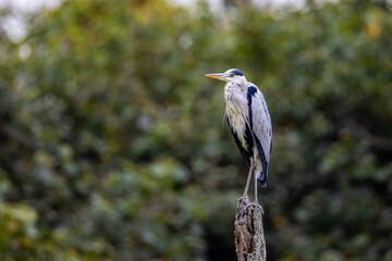 Grey Heron (Ardea cinerea) perching on wood at wetland