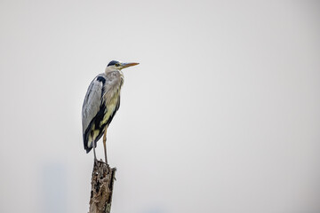 Grey Heron (Ardea cinerea) perching on wood at wetland