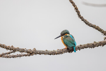 Common Kingfisher (Alcedo atthis) perching on tree at wetland