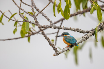 Common Kingfisher (Alcedo atthis) perching on tree at wetland
