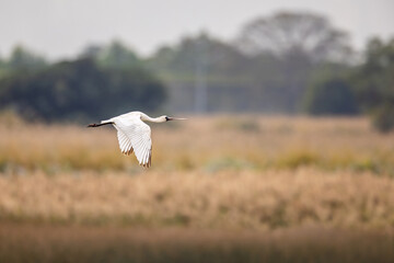 Black-faced Spoonbill (Platalea minor)  fly over wetland