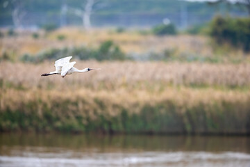 Black-faced Spoonbill (Platalea minor)  fly over wetland