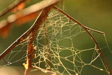 Spiders cob web on the branch in forest at sunny summer day