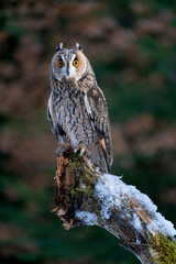 long-eared owl (Asio otus) on tree in forest.