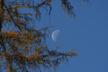 Full moon in sunny day between the  European Larch branches on the blue sky background