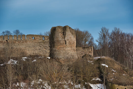 Ruins of a part of the medieval Ivangorod fortress, Russia, surrounded by thickets of bushes and deciduous trees under a blue sky with a slight haze during the first spring thaw.