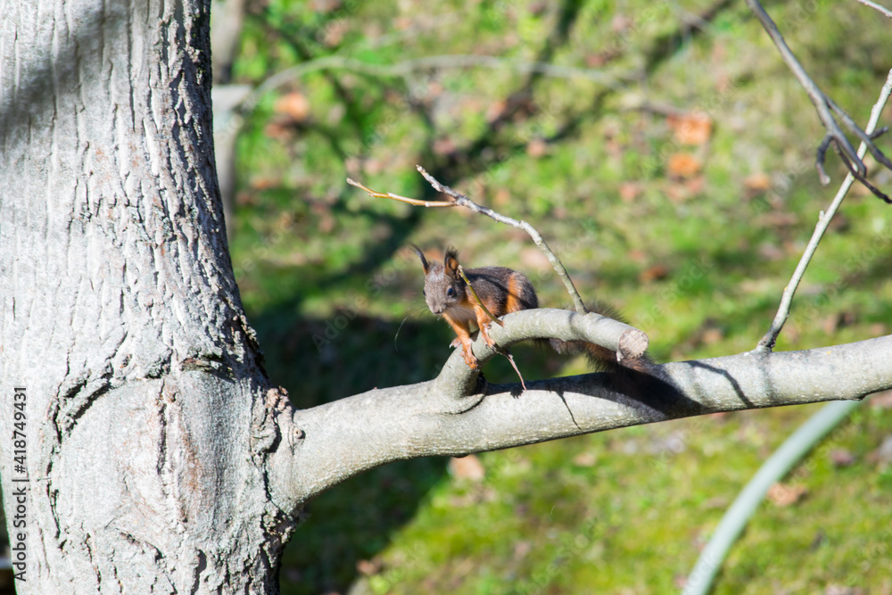 Poster Brown squirrel on a tree