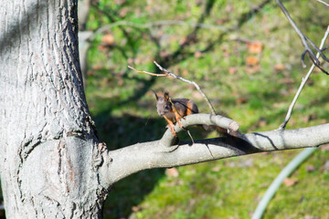 Brown squirrel on a tree