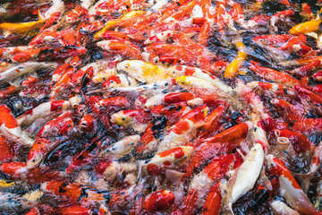 Obraz na płótnie Canvas Feeding colorful koi carp fish in garden pool.