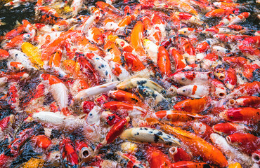 Feeding colorful koi carp fish in garden pool.