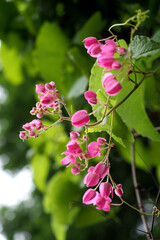 beautiful pink flowers 