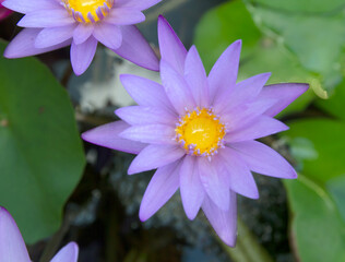 Beautiful lotus flower in the pond garden.