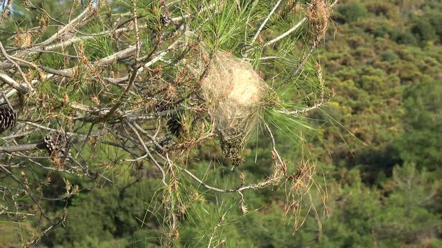 Fethiye, Turkey - 6th of March 2021: 4K White larval cocoon and frass on pine tree against the forest in the background

