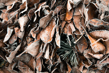 Frozen dead leavaves on the ground in the morning