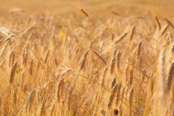 Wheat Ears field closeup in summer