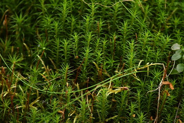 Small clumps plant moss in the forest, Beauty green small plant in the forest grows on the forest floor