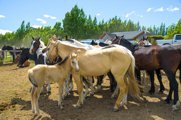 Gruppe von Criollo Pferde Argentinien Calafate Patagonien / Group of Criollo horses Argentina Calafate Patagonia