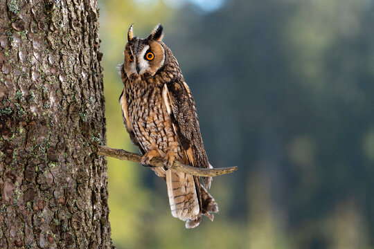 long-eared owl (Asio otus) on tree in forest.