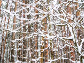 branches of trees without leaves in the snow. snow forest