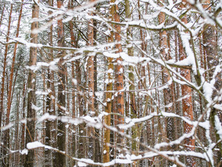 branches of trees without leaves in the snow. snow forest