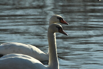 swans swim on the river in sunny day