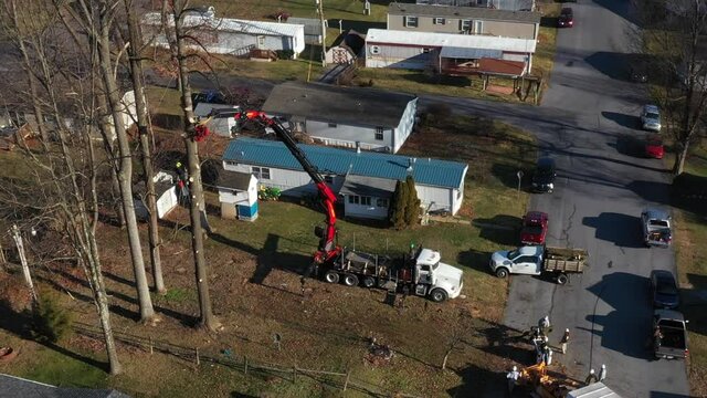 Trees cutting with a person high in the tree and a extended boom trimmer truck holding the tree in posistion. Slowly drone panning left shot