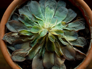 a wilted succulent in a pot. top view. wilted house flower