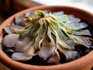 a wilted succulent in a pot. top view. dying home flower