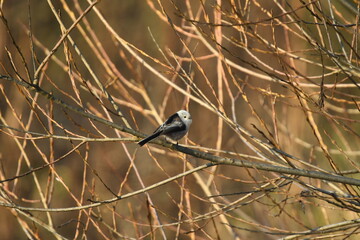 Beauty bird long tailed tit (Aegithalos caudatus) sit on branch