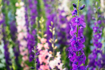 Delphinium elatum close up background. Multicolored Larkspur flowers. Delphinium putple, blue, pink flowers grows in the garden.