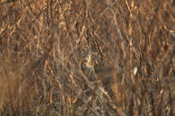 Animal mammal roe deer(european roe)in winter coat hiding in the bush forest at spring