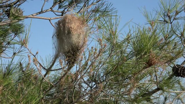 Fethiye, Turkey - 6th of March 2021: 4K Zoom out a caterpillar tent on pine tree
