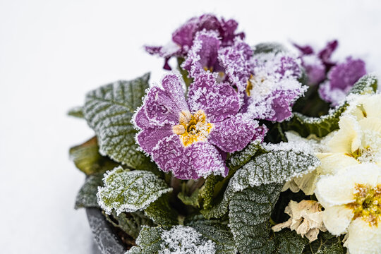 Eisblumen