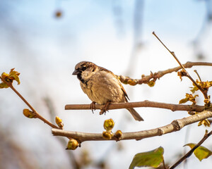 bird on a branch