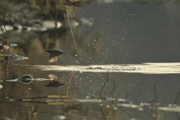 Bird Kingfisher Alcedo atthis splash water on the river Sola and back on the branch
