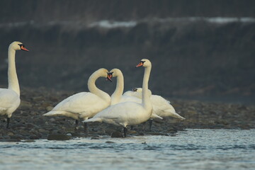 swans waiting over the river Sola