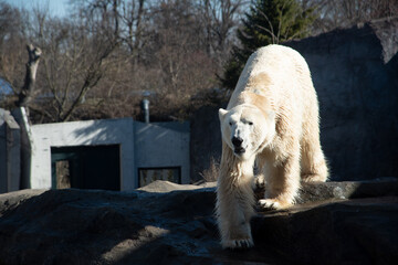 Tiergarten Sch&ouml;nbrunn Eisb&auml;r