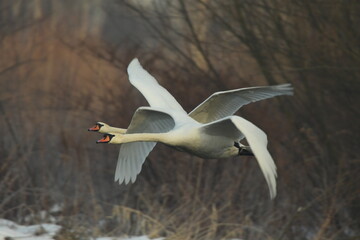 few swans (Cygnus) flying over the river
