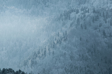 Snowy trees on a mountain in winter with fog