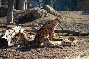 Tiergarten Sch&ouml;nbrunn Gepard mit Nachwuchs