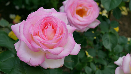 Pink roses in garden and beautiful close up of pink rose flowers