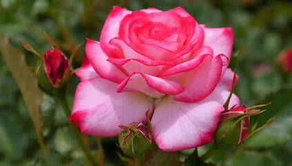 Pink roses in garden and beautiful close up of pink rose flowers